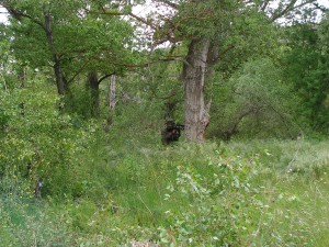 PICT0016      