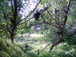 PICT0713