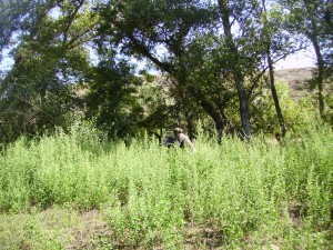 PICT0743