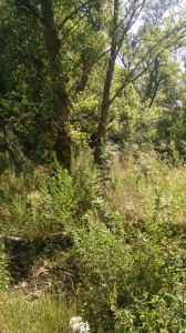 IMG 20160710 105456 